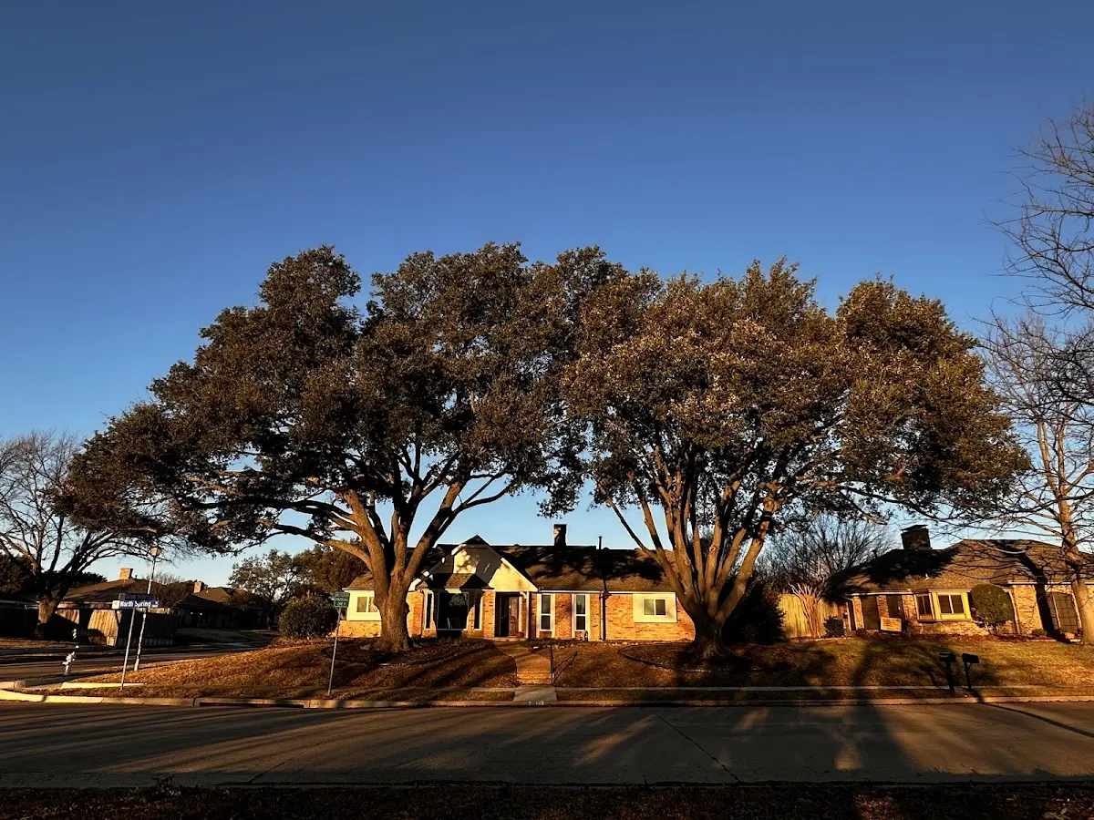 Established residential canopy tree shading a home in Pineland